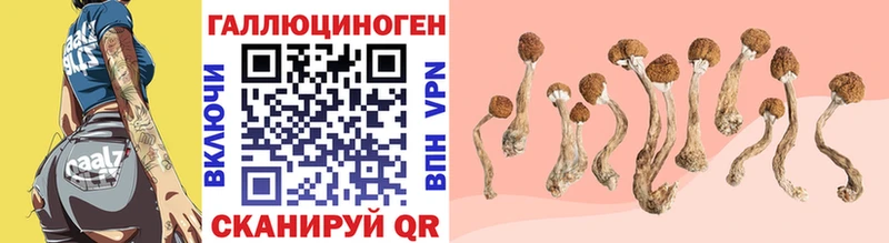 Псилоцибиновые грибы Psilocybe  купить наркоту  Кущёвская 